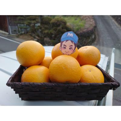 ふるさと納税 紀の川市 八朔好きな人に食べてもらいたい !プリップリジューシーな果肉♪まーくん家のおすすめはっさく 5キロ