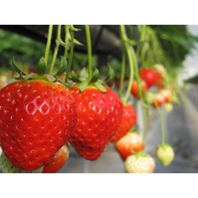 ふるさと納税 さぬき市 「瀬戸・たかまつネットワーク」レンタカーで巡る香川県(綾川・高松・直島方面)2日間