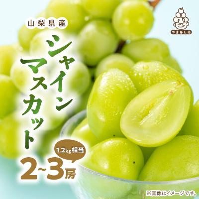 ふるさと納税 山梨市 2027年発送先行受付厳選 池田青果のシャインマスカット2房〜3房(1.2kg相当) ふるさと納税 | 