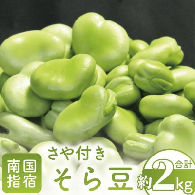 ふるさと納税 指宿市 [2026年1月中旬〜発送]さや付きそら豆約2kg〜冬〜(A-206)