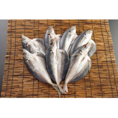 ふるさと納税 美浜町 地元産 あじ干物 7尾