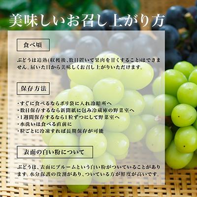 ふるさと納税 岡山市 【2026年8月より発送】岡山県産 ニューピオーネと