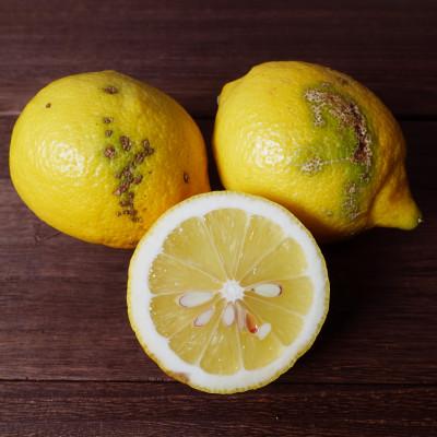 ふるさと納税 紀の川市 (訳ありBランク)やさしい黒潮檸檬 B級2kg(箱込み) 節減対象農薬:当地比約75%減