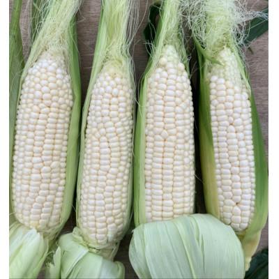 ふるさと納税 まんのう町 太物(2Lサイズ以上)ホワイトコーン 約3kg