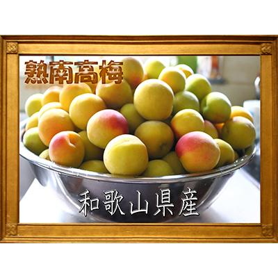 ふるさと納税 高野町 2026/6月より発送[梅干し・梅酒用]紀州和歌山の熟南高生梅3Lor2L-2kg