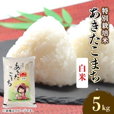 ふるさと納税 大潟村 令和7年産 特別栽培米あきたこまち 白米5kg