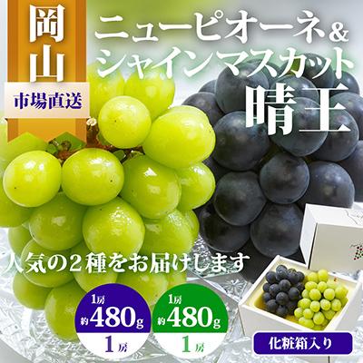 ふるさと納税 玉野市 岡山県産 詰合せ/シャインマスカット『晴王』とニューピオーネ 化粧箱入り
