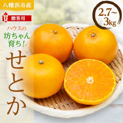 ふるさと納税 八幡浜市 柑橘の鬼たちがつくる八幡浜産・せとか(2.7kg〜3.0kg)[贈答用][D56-21]