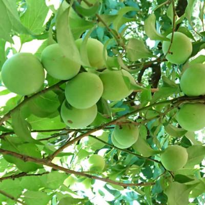 採れたて新鮮♪徳島県産⭐️南高梅★5kg ふるさと納税 印南町 【2027年6月発送】【和歌山名産】南高梅約5kg