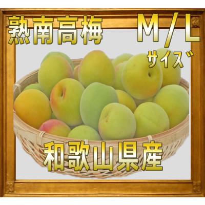 ふるさと納税 高野町 2026/6月より発送[梅干し・梅酒用]紀州和歌山の熟南高生梅 MorL-2kg