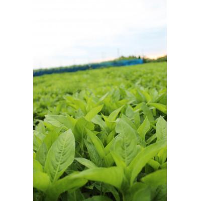 ふるさと納税 美馬市 純藍茶 |  | 03