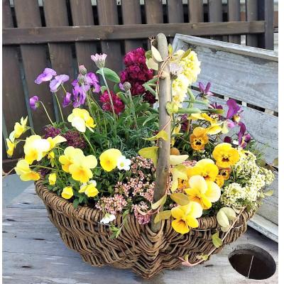 ふるさと納税 上郡町 お花一杯バスケット寄せ植えLサイズ(35cm程度