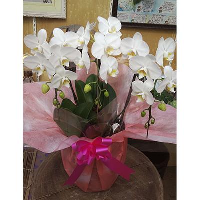 ふるさと納税 糸田町 ミディアムタイプ白三本立ち総数21輪程度