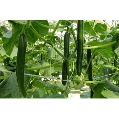 ふるさと納税 美浜町 美浜町産 松きゅうり