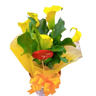 ふるさと納税 藤枝市 [母の日に!]カラー 鉢植え 黄色 5号