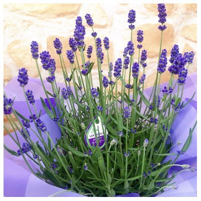 ふるさと納税 藤枝市 [ 母の日に!]イングリッシュ ラベンダー 鉢植え 5号 鉢カバー付