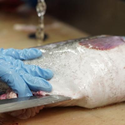 ふるさと納税 釧路町 お魚の目利きのプロにお任せ!北海道産 天然鮮魚 約500g〜1kg |  | 01