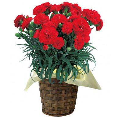 ふるさと納税 柴田町 柴田ポットカーネーション(赤色系)