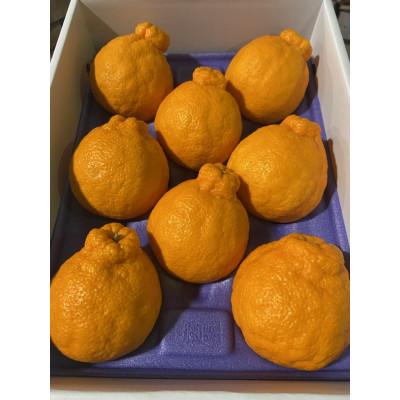 ふるさと納税 土庄町 貯蔵デコポン 約3kg化粧箱