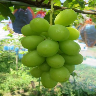 ふるさと納税 南魚沼市 [先行受付]南魚沼地域産 シャインマスカット2房 (500g前後×2房)