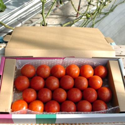 ふるさと納税 小矢部市 【事前受付】フルーツトマト(深層水トマト)1.5キロ【濃厚な甘みと旨み】 |  | 01
