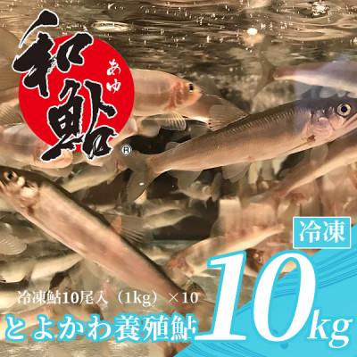 ふるさと納税 豊川市 鮎の養殖産量日本一の愛知県より「とよかわ鮎10kgセット」(バーベキュー用)