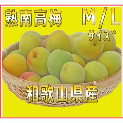 ふるさと納税 九度山町 2026/6月より発送[梅干し・梅酒用]紀州和歌山の熟南高生梅 MorL-2kg