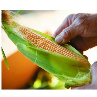 ふるさと納税 さぬき市 スイートコーン(イエロー)約3kg