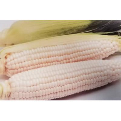 ふるさと納税 さぬき市 ホワイトコーン 約2.5kg