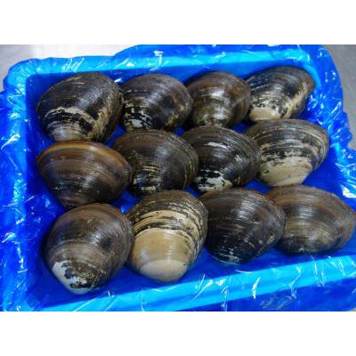 ふるさと納税 むかわ町 鵡川漁協発!特選ホッキ貝(2.5kg) |  | 03