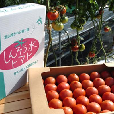 ふるさと納税 小矢部市 【事前受付】感動のフルーツトマト「深層水トマト」3キロ【濃厚な甘みと旨み】 |  | 01