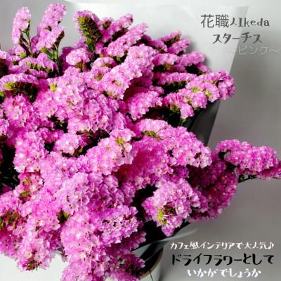 ふるさと納税 印南町 生花[スターチス]花職人Ikeda ピンク