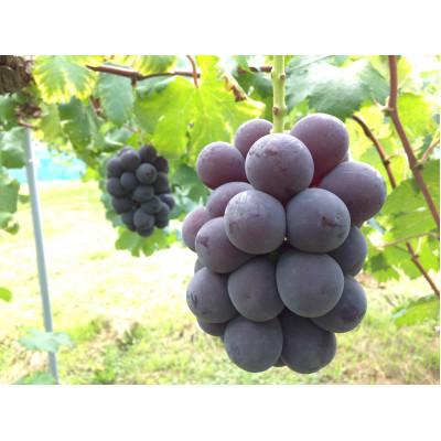 ふるさと納税 浅口市 新鮮・朝採り後出荷! 岡山県 吉備高原産ニューピオーネ 約5kg(7〜10房入り)贈答用/ご家庭用