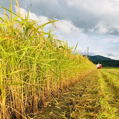 ふるさと納税 新庄市 新米　令和8年産  厳選はえぬき(精米)5kg |  | 02