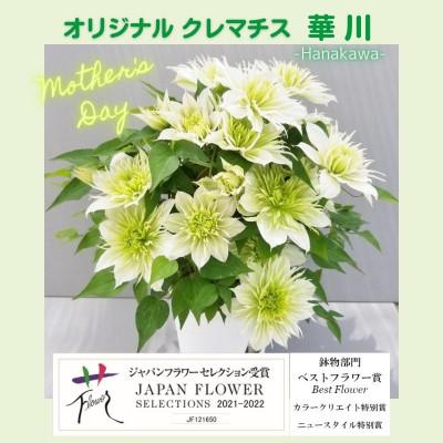 ふるさと納税 北茨城市 [長谷川園芸]北茨城産 クレマチス「華川」5寸 ※5/1〜5/7発送