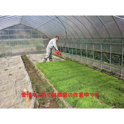 ふるさと納税 茂原市 【令和8年産】茂原市産こしひかり玄米10kg |  | 02