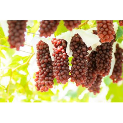 ふるさと納税 羽曳野市 [先行受付]高糖度!こだわりのデラウェア約1.3〜1.4kg[2026年6月下旬頃から順次発送]