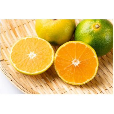 ふるさと納税 由良町 由良早生みかん(サイズおまかせ)約10キロ