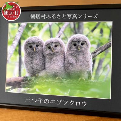 ふるさと納税 鶴居村 農場カメラマンが撮った 北海道鶴居村ふるさと写真シリーズ[三つ子のエゾフクロウ]