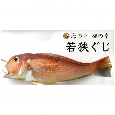ふるさと納税 小浜市 汐で締めて旨味が凝縮した時に瞬間凍結・これぞ若狭物の代名詞・大型若狭グジの一塩一尾姿のまま