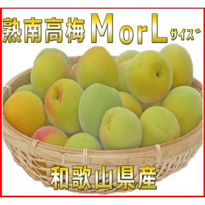 ふるさと納税 広川町 2026/6月より発送[梅干し・梅酒用]紀州和歌山の熟南高生梅 MorL-2kg
