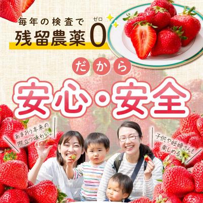 ふるさと納税 久留米市 【特別栽培】【2026年12月発送開始】福岡県産