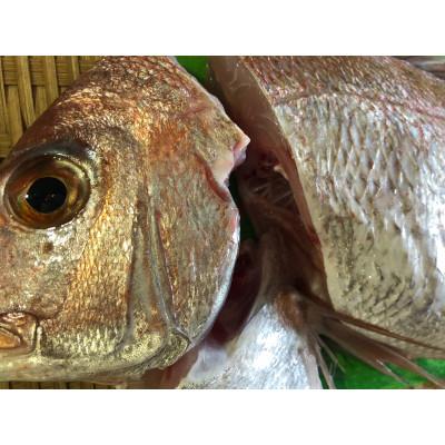 ふるさと納税 八幡浜市 竹中水産の八幡浜発!「天然真鯛〔下処理済)を味わうセット1〜2枚」[D22-276]