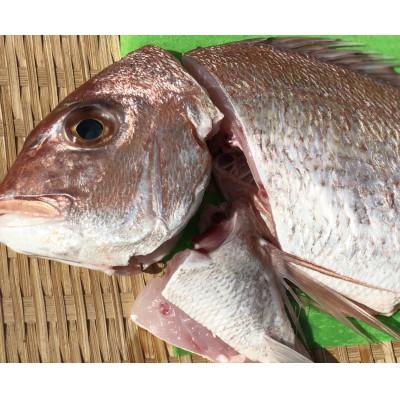 ふるさと納税 八幡浜市 竹中水産の八幡浜発!「天然真鯛(下処理済み)を味わうセット」[C22-275]