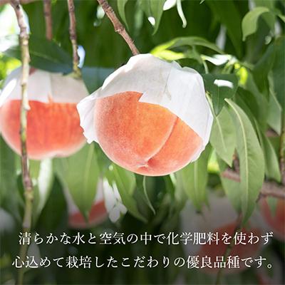 ふるさと納税 笛吹市 【2026年発送】山梨一宮産 桃 約2kg(5〜8玉)産直朝採りの画像