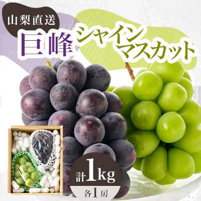ふるさと納税 山梨市 2027年発送先行受付 シャインマスカット 巨峰 2種セット 大人気ぶどう2種盛り合わせ計1kg以上 | 