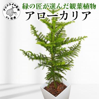 ふるさと納税 松浦市 緑の匠が選んだ観葉植物 素敵な空間づくりに アローカリア