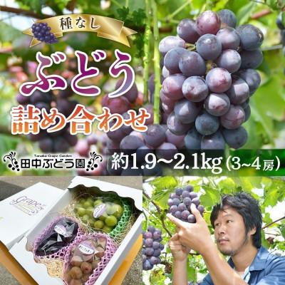 ふるさと納税 河内長野市 2026年8月中旬〜発送 シャインマスカットと種無しぶどう詰合せ 約1.9〜2.1kg(3〜4房)