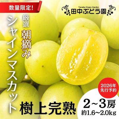 ふるさと納税 河内長野市 <2026年9月上旬〜発送>田中ぶどう園の厳選朝採りシャインマスカット約1.6〜2.0kg
