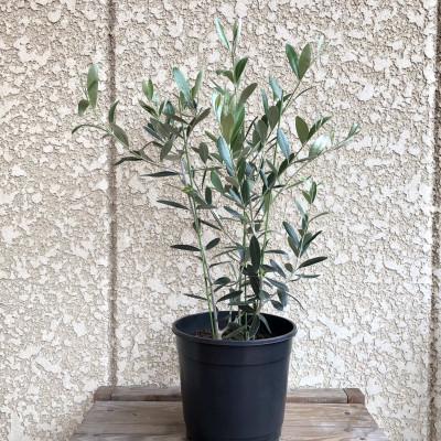 ふるさと納税 沼津市 オリーブの寄植え[観賞用]